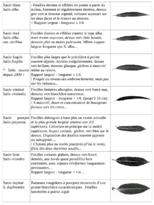 Des panonceaux précisent l’appellation locale, le nom scientifique présumé, la provenance, les principales caractéristiques botaniques et vannières